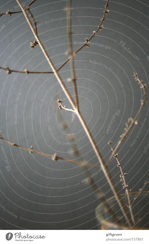 i envy your ignorance Plant Branch Twig Winter Autumn Leafless Gloomy Death Gray Dreary Grief Empty Distress Macro (Extreme close-up) Close-up Shriveled Sadness