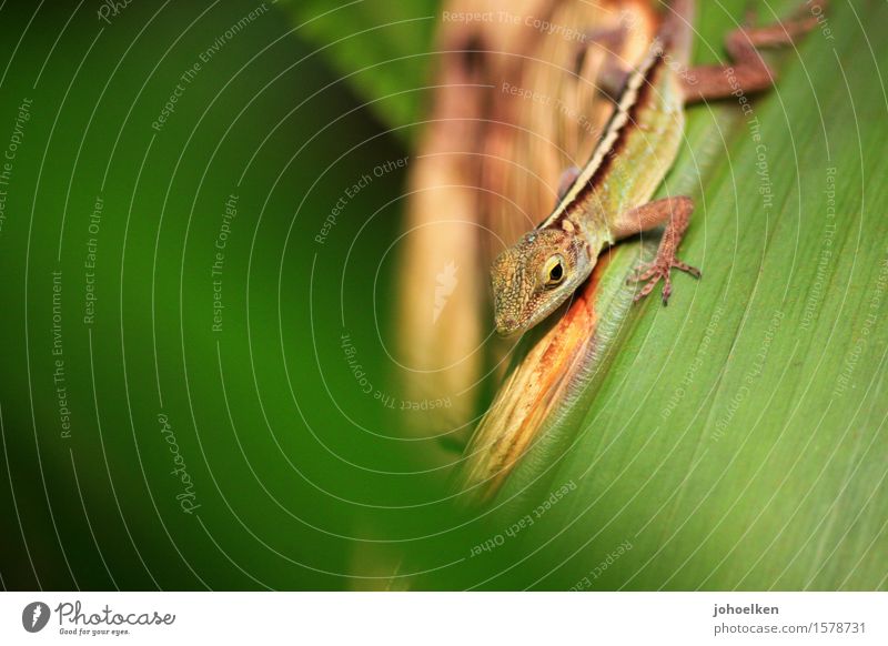 welcome to the jungle Plant Exotic Palm tree Virgin forest Forest Animal Reptiles Anolis Saurians 1 Hunting Crawl Far-off places Small Natural Gold Green Stick