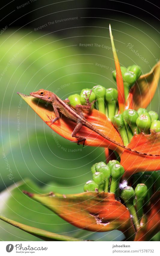 flower glue Plant Blossom Exotic helicons Heliconia Virgin forest Animal Wild animal Scales Anolis Saurians Baby animal Reptiles 1 Brown Green Orange Colour