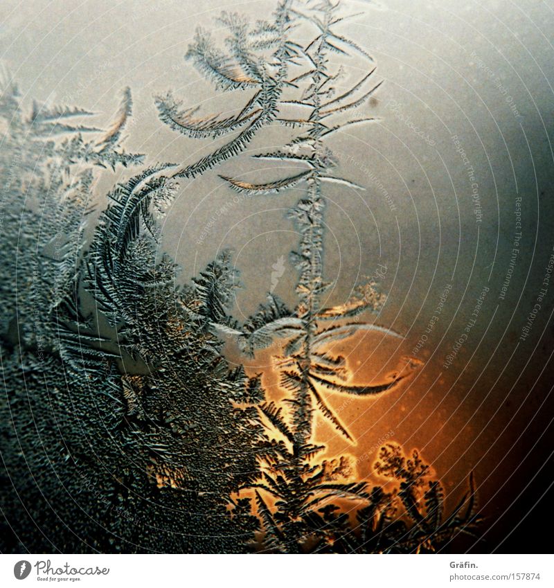 window picture Ice crystal Winter Window Frozen Light Cold Fine Natural phenomenon Pane Frostwork Evening Macro (Extreme close-up) Close-up Transience Warmth