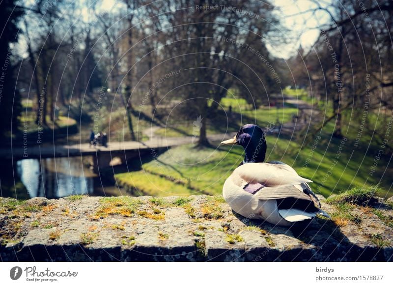 waiting for spring Sightseeing Sunbathing Landscape Spring Beautiful weather Park Brook Wall (barrier) Wall (building) Wild animal Drake 1 Animal Observe