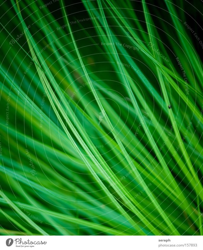 Grass Blade of grass Meadow Green Plant Botany Common Reed Reeds Environment Macro (Extreme close-up) Close-up Lawn macro detail blades of grass Verdant Growth