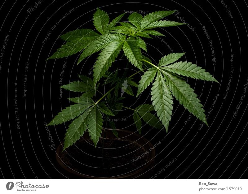 A demonic plant Nature Plant Grass Hemp Agricultural crop Pot plant Cannabis Cannabis leaf Growth Dark Glittering Green Black Colour photo Deserted