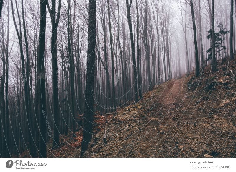 Gloomy Woods Nature Landscape Autumn Winter Bad weather Fog Tree Forest Lanes & trails Creepy Adventure Mysterious Cold Colour photo Exterior shot Deserted