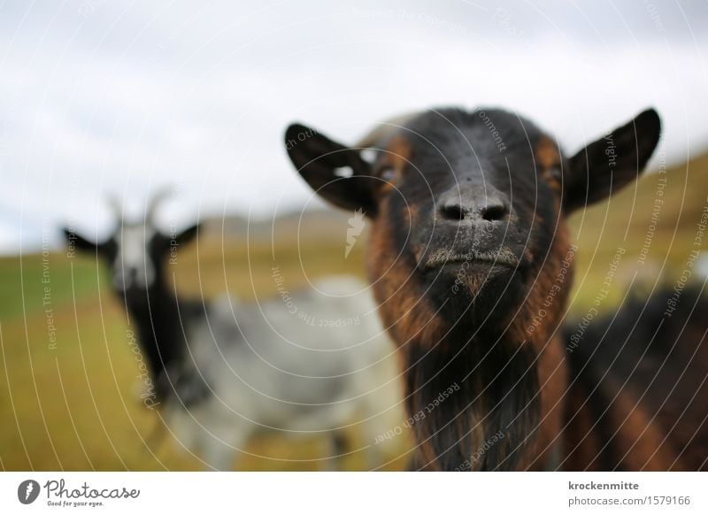 sniffling Environment Nature Landscape Earth Plant Grass Hill Alps Mountain Animal Farm animal Goats 2 Group of animals Herd Pair of animals Curiosity Cute Blue