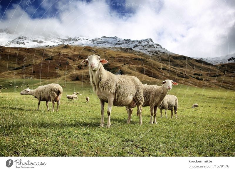 completely off the wool Mountain Hiking Nature Landscape Plant Earth Sky Clouds Autumn Bushes Moss Foliage plant Meadow Hill Rock Alps Peak Snowcapped peak