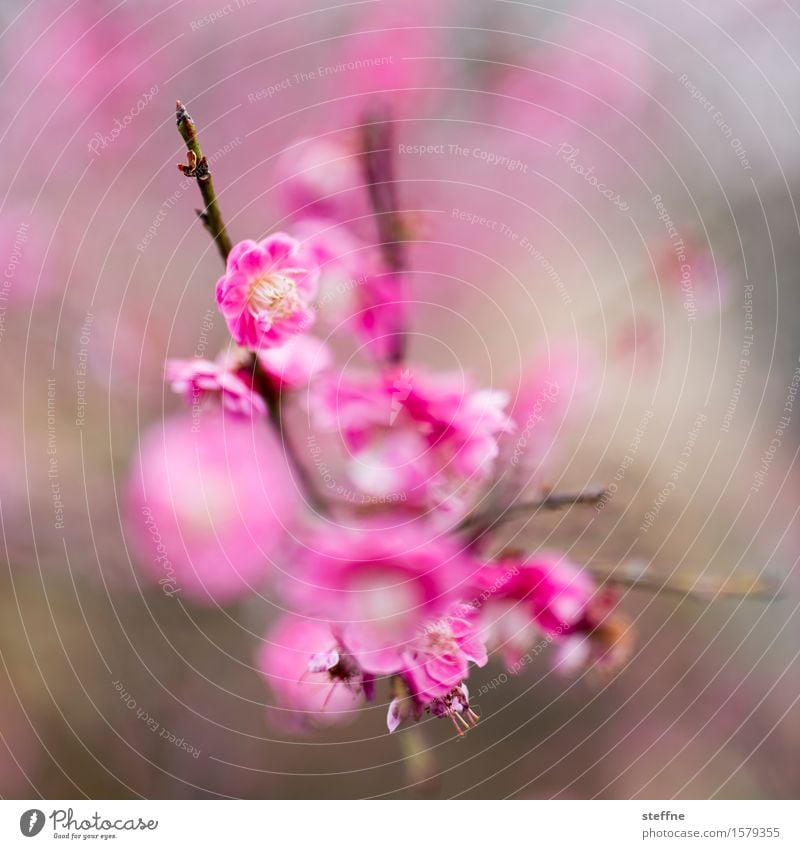 Girls photo with spear Nature Plant Tree Bushes Blossom Esthetic Cherry blossom Magenta Pink Blossoming Spring Colour photo Multicoloured Exterior shot