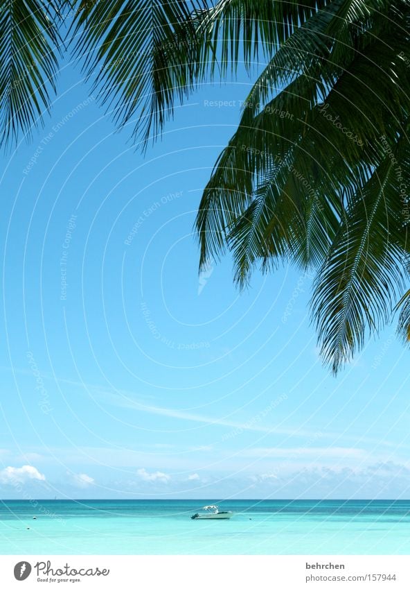 wonderful loneliness Seychelles Palm tree Watercraft Turquoise Far-off places Ocean Horizon Dream Dream island Paradise Honeymoon Sky Wanderlust Beach Coast