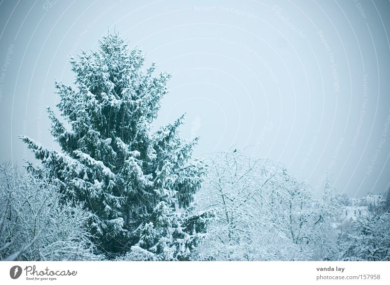 Winter Fir tree Tree Cold Snow Cyan Green undertone Landscape December January November Seasons Forest snowy