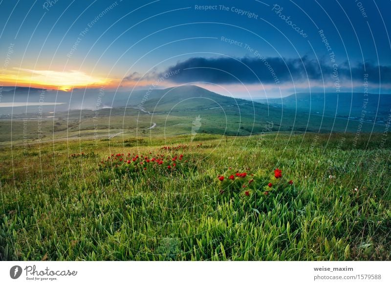 Spring sunset in the hills with red flowers blooming Beautiful Summer Sun Mountain Nature Landscape Sky Clouds Sunrise Sunset Beautiful weather Flower Grass