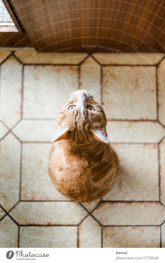 cat flap Living or residing Flat (apartment) Front door Tile Animal Pet Cat Animal face Pelt 1 Looking Sit Wait Authentic Cute Red Self-confident Serene Calm