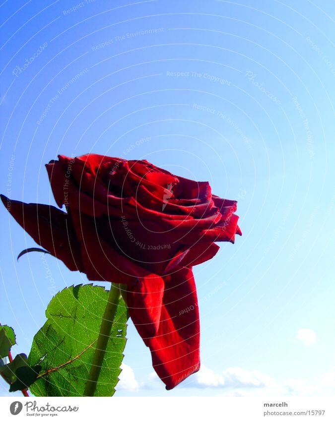 beautiful flower Rose Red Flower Leaf Plant Sky Blue Graffiti