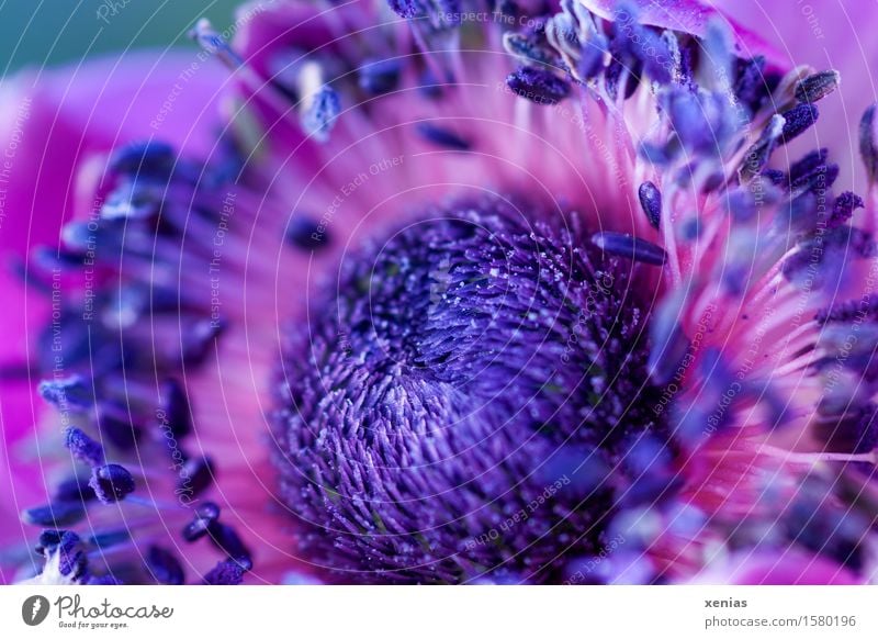 Macrograph of violet anemone nucleus Anemone Violet Flower Stamen Blossom Poppy anenome Crowfoot plants Garden Pink Fine Delicate Exterior shot Close-up Detail