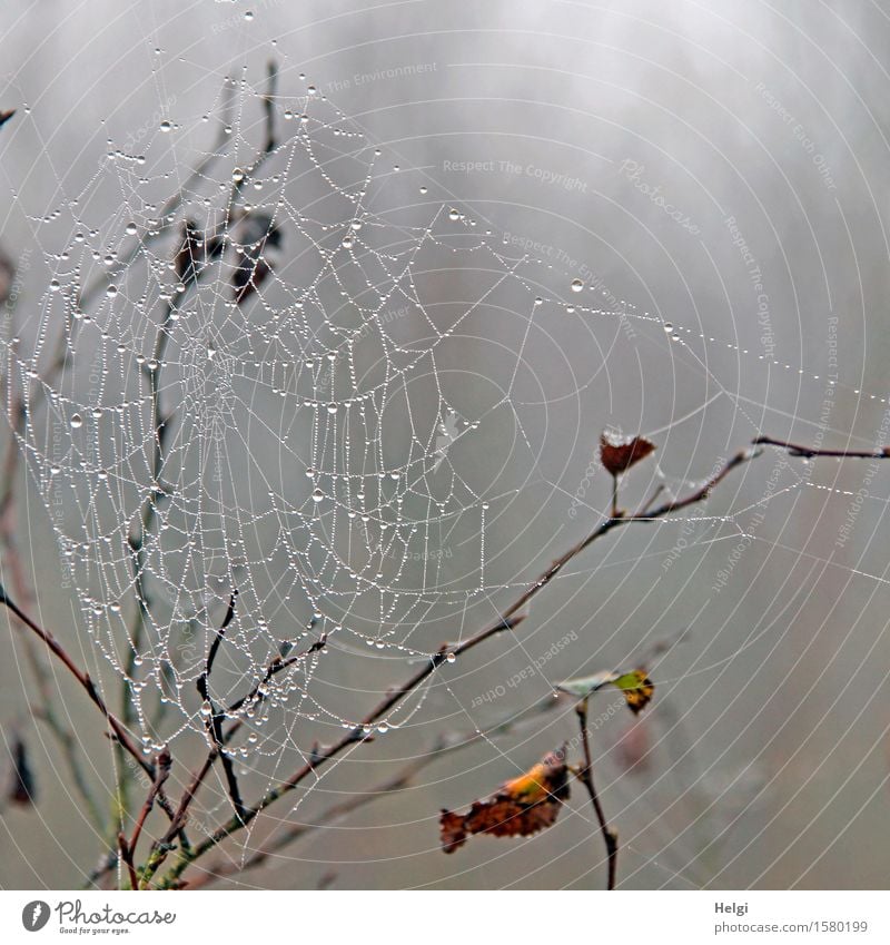 Spun web in the moor Environment Nature Plant Drops of water Autumn Fog Bushes Leaf Twig Bog Marsh Spider's web Hang Dark Uniqueness Cold Wet Natural Brown Gray