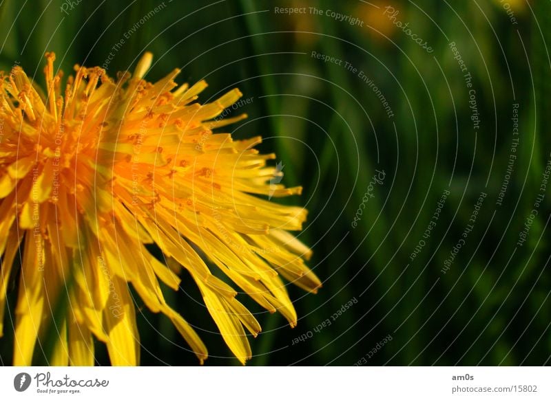 dandelion Dandelion Flower Depth of field Macro (Extreme close-up) grass Illuminate