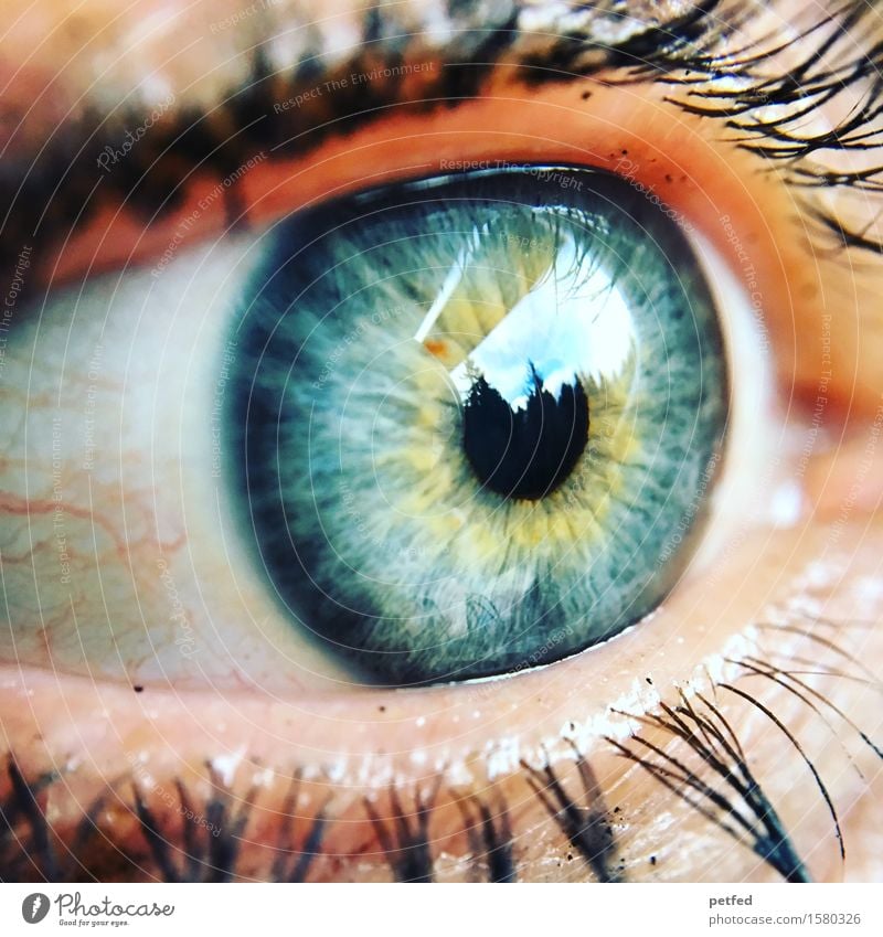 Light of the body Eyes Eyelash Mascara Iris Pupil Vessel Looking Blue Yellow Gray Green Black White Reflection Life Uniqueness Colour photo