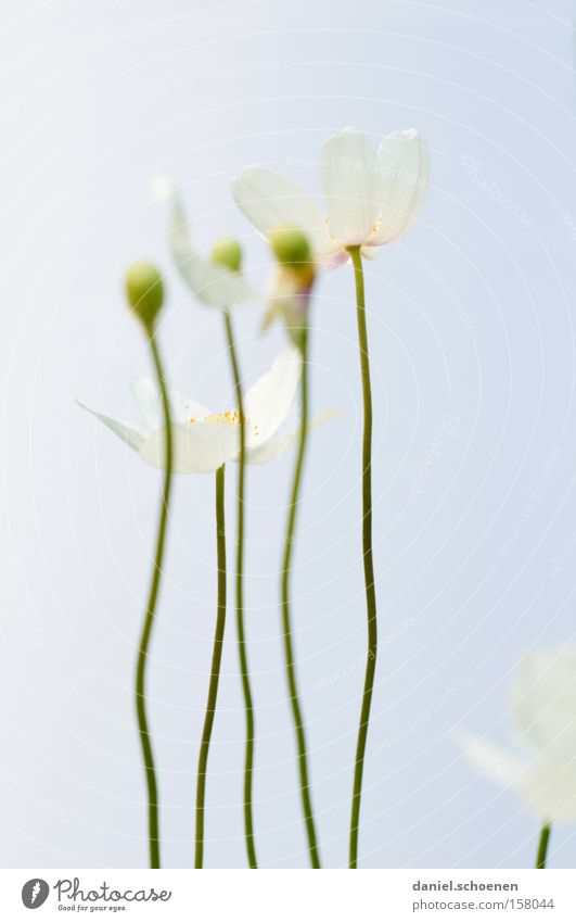 IIIII Flower Blossom Spring Summer Colour Bright White Bud Macro (Extreme close-up) Close-up Beautiful blue. pastel