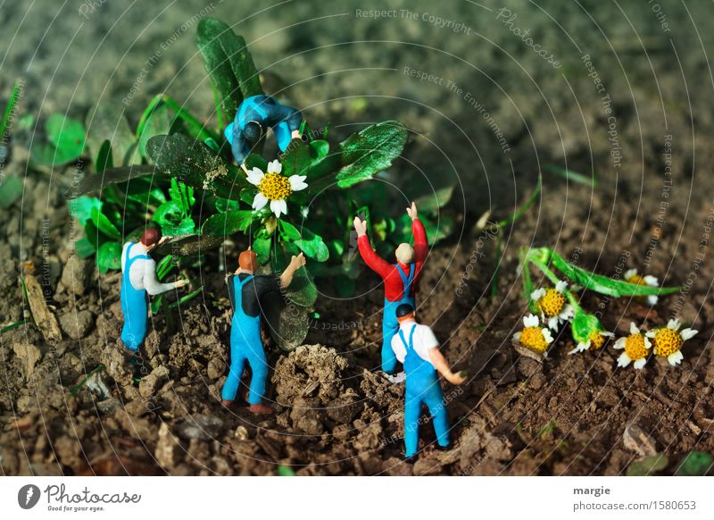 Miniwelten - Flower harvest Gardening Workplace Services Team Human being Masculine Man Adults 5 Plant Tree Leaf Blossom Blue Green Landscape format Harvest