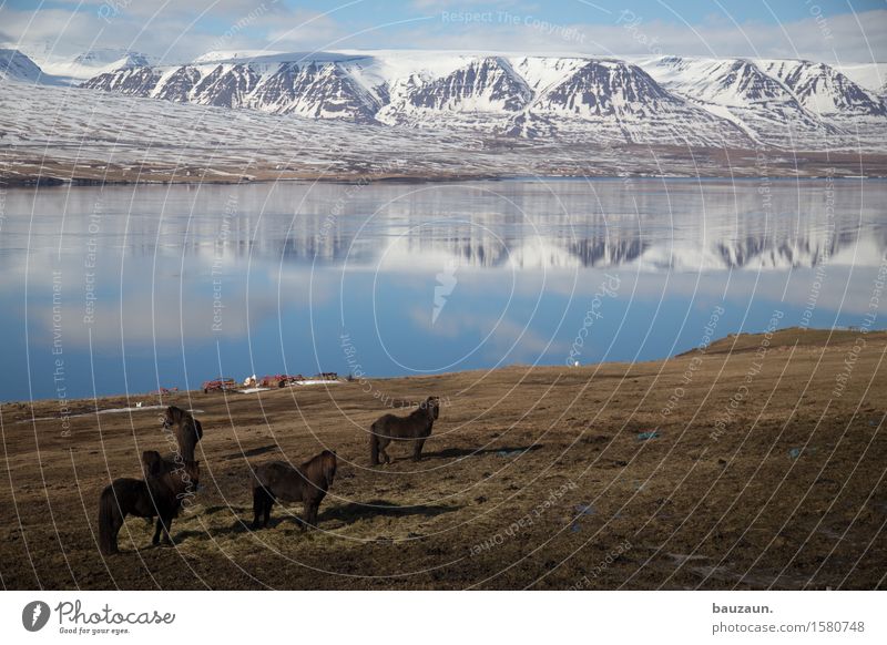 Horsy. Vacation & Travel Tourism Trip Adventure Far-off places Freedom Environment Nature Landscape Earth Water Sky Beautiful weather Grass Iceland Animal Horse