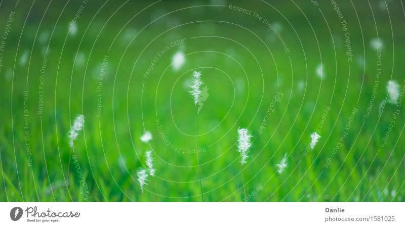 White Grass Flowers Glowing in Green Field Life Nature Wind Wild Soft 2:1 background field glowing in-focus Lawn out-of-focus reed shiny Subdued colour Deserted