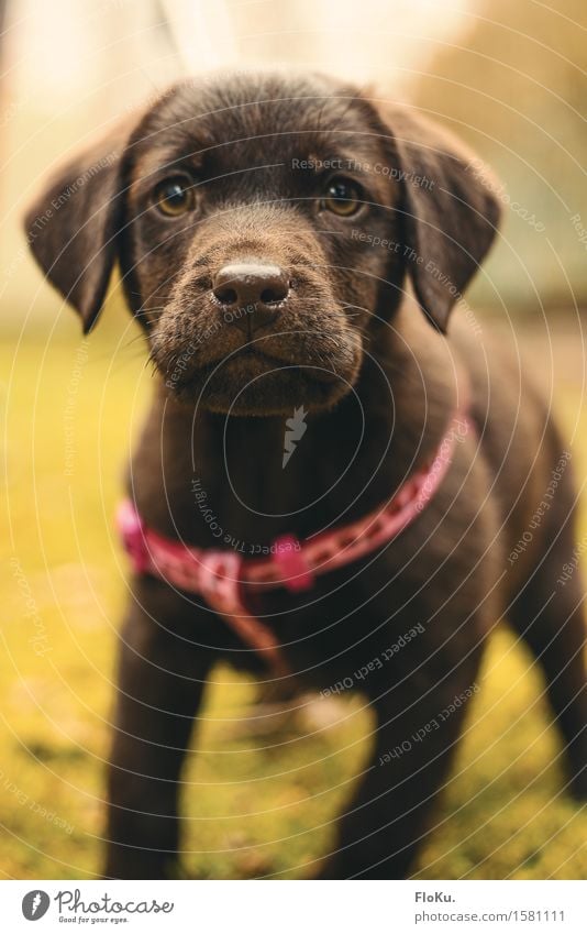 Curious Lotta Animal Pet Dog Animal face 1 Baby animal Brash Beautiful Small Feminine Brown Labrador Curiosity Puppy Adventurer Infancy Snout Colour photo