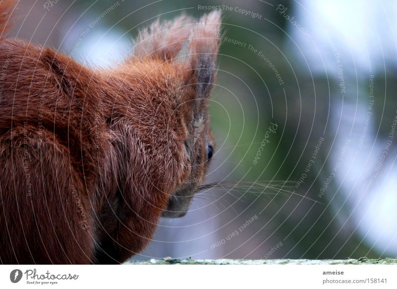 Squirrel ... our little friend Rodent Neighbor Brown Pelt Animal Visitor Walnut Hazelnut Cute Nature Mammal Entertainment city dwellers