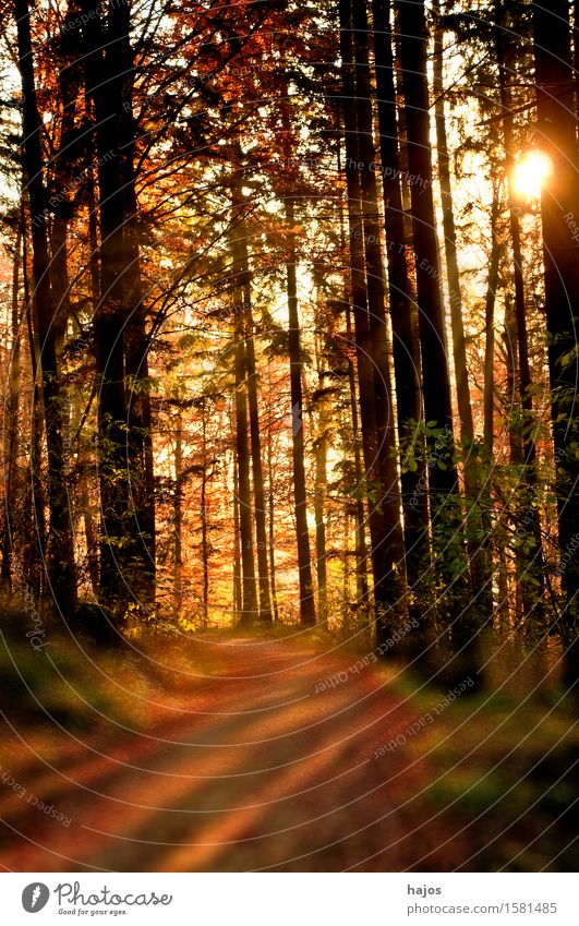 forest in the light Sun Nature Forest Brown Red Romance Autumnal Smooth colors Autumnal colours in the evening Footpath Tree Lighting Colour photo Deserted