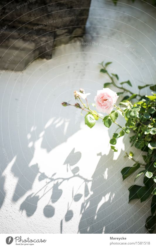 Rose on the wall Nature Plant Blossom Joie de vivre (Vitality) Dog rose Charterhouse Ittingen rose care Rose Club Rose garden Rose Shrub bouquet of roses