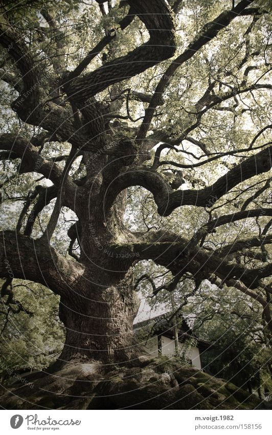 Mighty old Tree Old Large Nature Japan Kyoto Leaf Tree trunk Branch Hill Lush