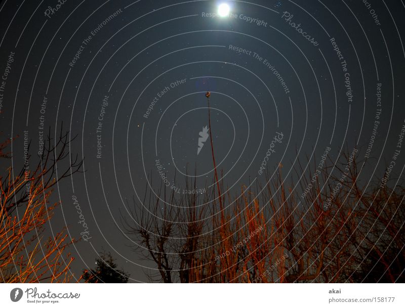 moonlight Dusk Night Moon Canopy (sky) Celestial bodies and the universe Canopy of stars Satellite Stars Half moon Long exposure Power Force luna Tree structure