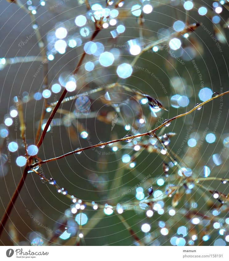 Filigree II Nature Water Drops of water Autumn Plant Grass Bushes Wild plant Dew Glittering Illuminate Exceptional Fantastic Fresh Wet Beautiful Esthetic Idyll