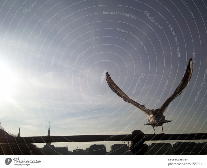 no alster sneak Seagull Alster Rod Silhouette Sun Horizon Judder Cold Winter Under Blue Black Back-light Bird Beautiful weather Perfect Wing Snapshot