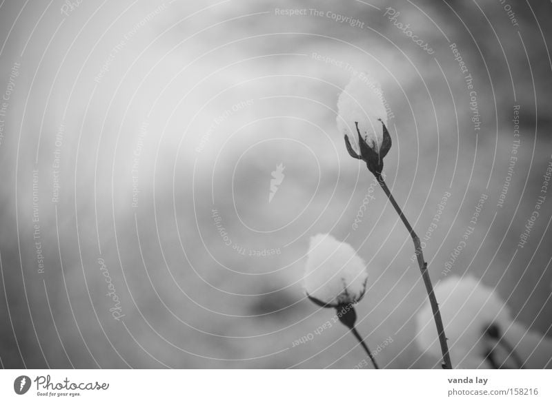 snow bud Rose Blossom Bud Romance Black & white photo Flower Plant Thorn Moody Grief Faded Winter Snow Ice Cold Nature condolence Death