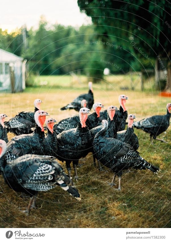 Bronze Turkeys Farm animal Bird Group of animals Sustainability turkey turkeys birds farm Thanksgiving group bronze homestead Poultry Colour photo Exterior shot