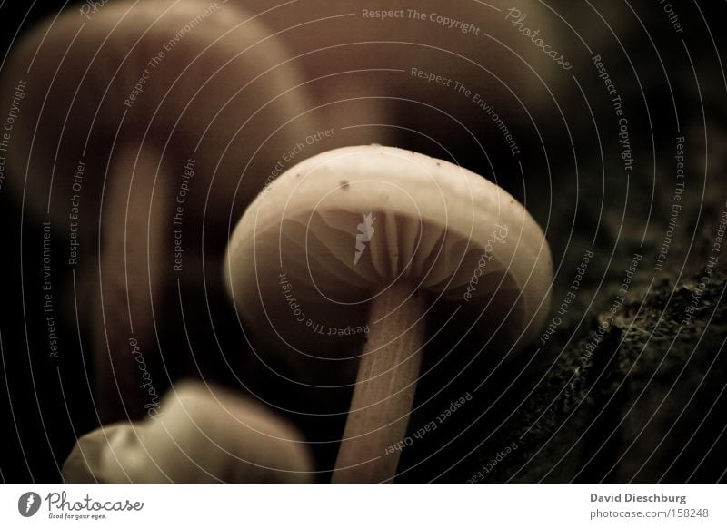 mushroom parlour Macro (Extreme close-up) Close-up Plant Vegetable Ground Stalk Blur Round Hat Mushroom Dark Bright Spring point of focus