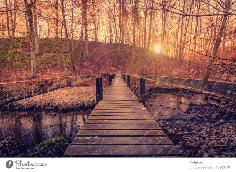 Forest bridge with wooden planks Beautiful Adventure Summer Environment Nature Landscape Plant Sky Autumn Tree Park Lake Brook Bridge Architecture Street Wood