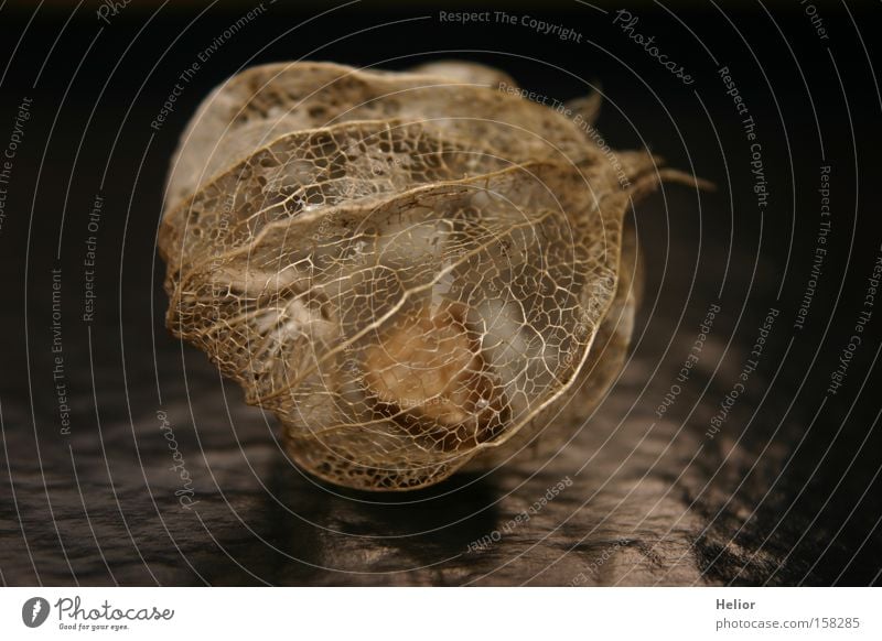 Network Transparent Clarity Black Transience Scaffolding Sheath Skeleton Grief Fragile Fine Dark Hope Wonder Fruit Distress Macro (Extreme close-up) Close-up