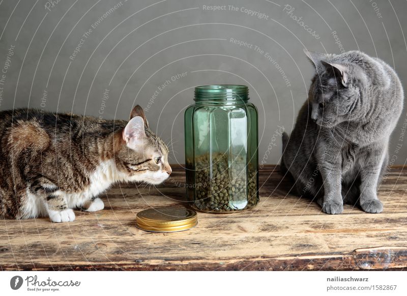 cat food Pet Cat 2 Animal To feed Curiosity Blue Gray Domestic cat portrait russian blue Russian Frontal Workshop cat picture purebred cat Colour photo