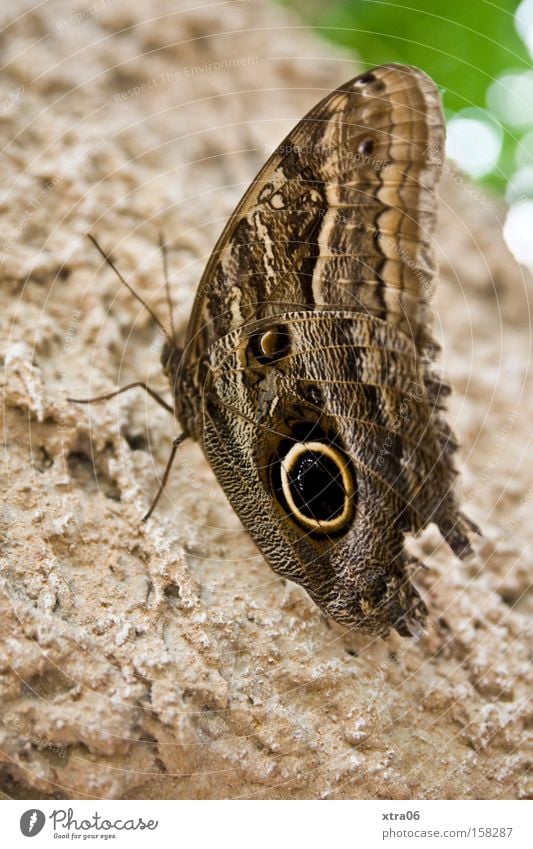 moth? Butterfly Tree Tree bark Insect Living thing Wing Feeler Delicate