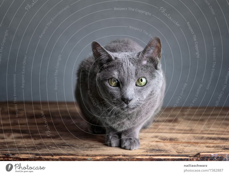 cat portrait Pet Cat 1 Animal Friendliness Cuddly Natural Curiosity Cute Beautiful Soft Blue Gray Love of animals Interest Relaxation Serene Boredom