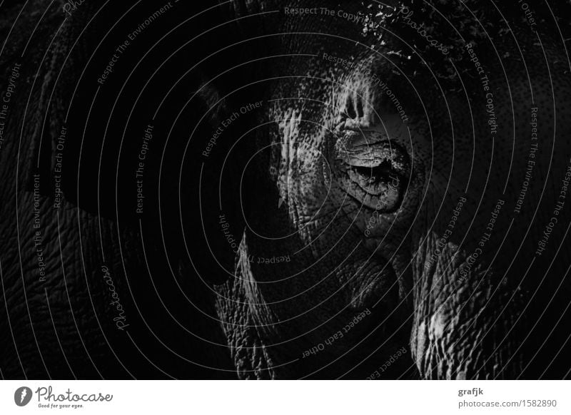 Eye of the elephant Animal Wild animal Animal face Zoo Elephant Elephant eye Bull elephant Elephant skin Esthetic Exceptional Elegant Exotic Black White Moody