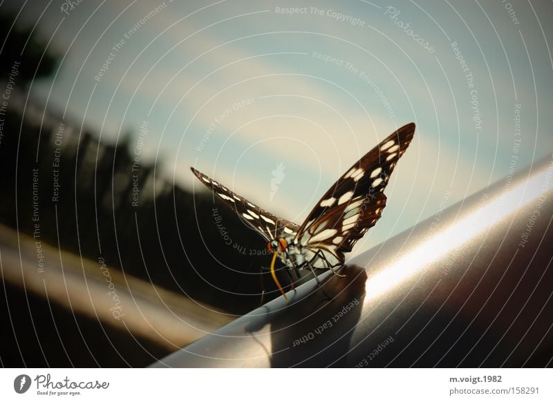 butterflies Butterfly Insect Nature Sun Macro (Extreme close-up) Close-up Asia Feeler Trunk Wing Beautiful Sunbathing Summer