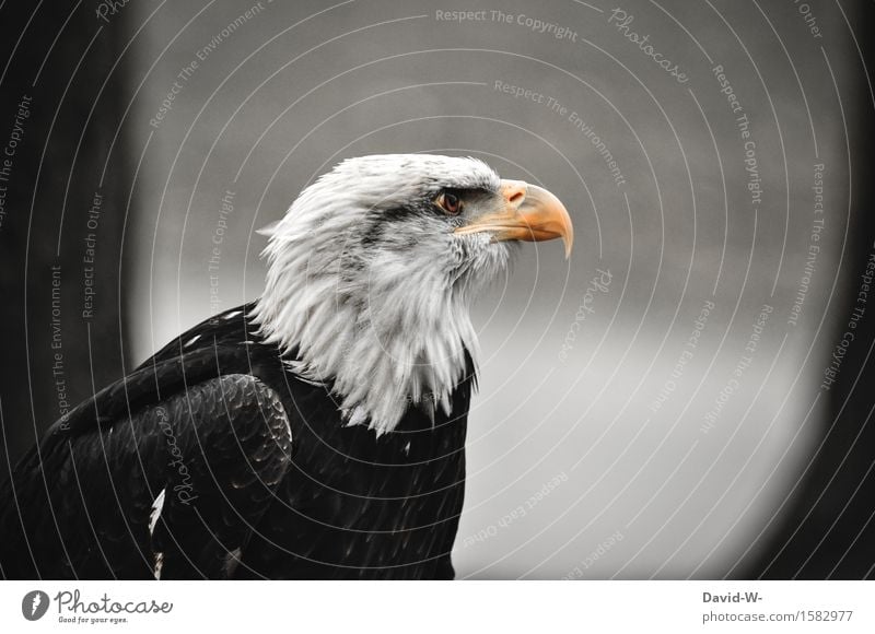 Bald Eagle I Environment Nature Air Bad weather Forest Mountain Peak Animal Wild animal Bird Wing 1 Observe Beautiful Calm Elegant Pride Bald eagle Beak Feather