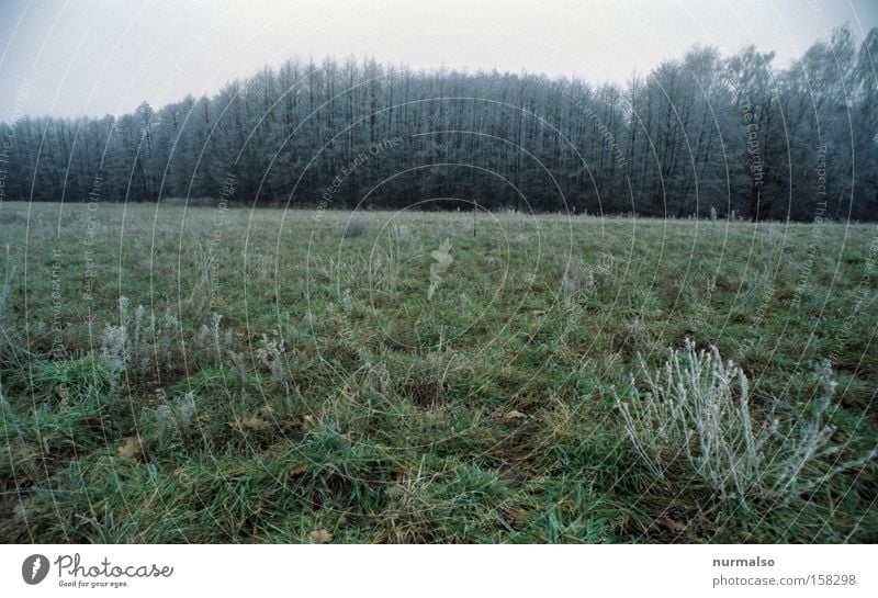 Green Frosti Morning Meadow Forest Tree Brandenburg Park Monochrome Unicoloured Nature Winter Cold Caresses Potsdam Slide Germany