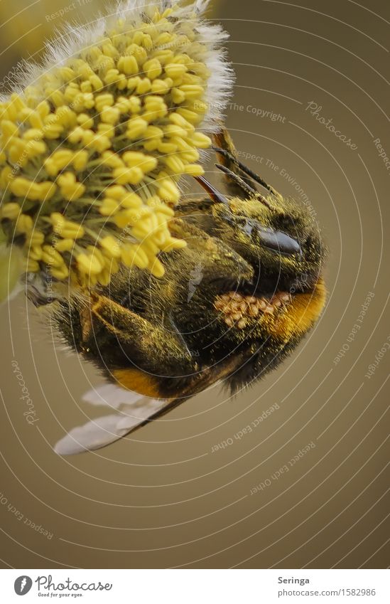 hardworking bumblebee Nature Plant Animal Flower Leaf Blossom Meadow Forest Wild animal Fly Bee Animal face Wing 1 Flying Bumble bee Insect Colour photo