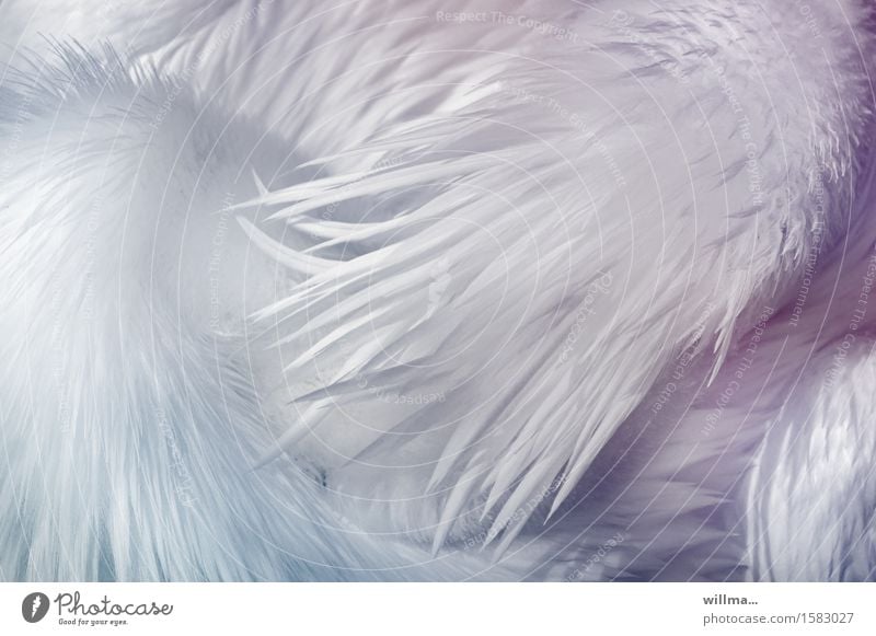 white balance Animal Feather Plumed Fuzz Pelican White Esthetic Exotic Delicate Bright Easy Pastel tone Graphic Web-footed birds Detail Structures and shapes