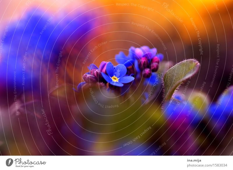 spring Environment Nature Spring Summer Plant Flower Blossom Wild plant Forget-me-not Garden Blossoming Fragrance Growth Esthetic Beautiful Blue Moody Happiness