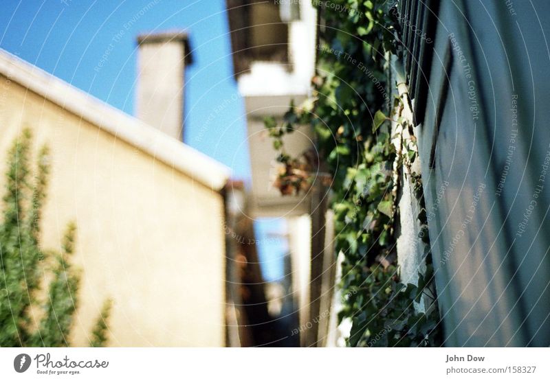 Carpet in the backyard Colour photo Exterior shot Morning Day Blur Flat (apartment) Garden Beautiful weather Plant Ivy Park Facade Window Courtyard Farm