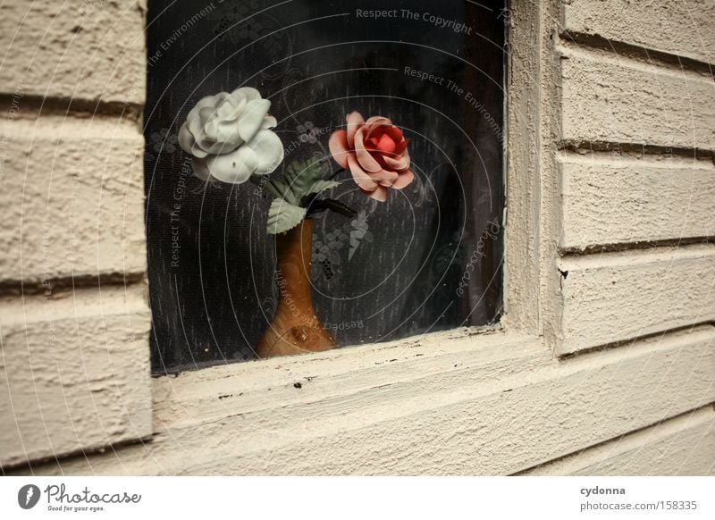 In my little window. Nostalgia Nostalgia for former East Germany Curtain Window Flower Kitsch Past Time Transience Plastic Stagnating Romance Artificial flowers