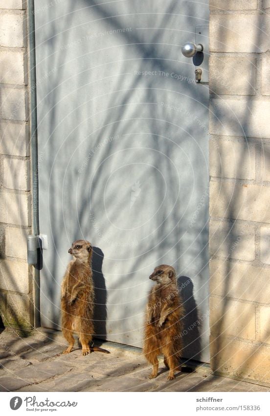 You're not hia ned in! Doorman Safety Security force Entrance Closed Meerkat Mongoose Sunbathing Guard Freiburg im Breisgau Mammal face check guards